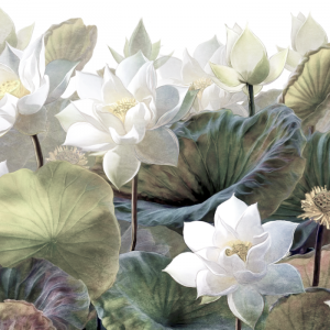 Fototapeta na wymiar "Kwiaty lotosu"